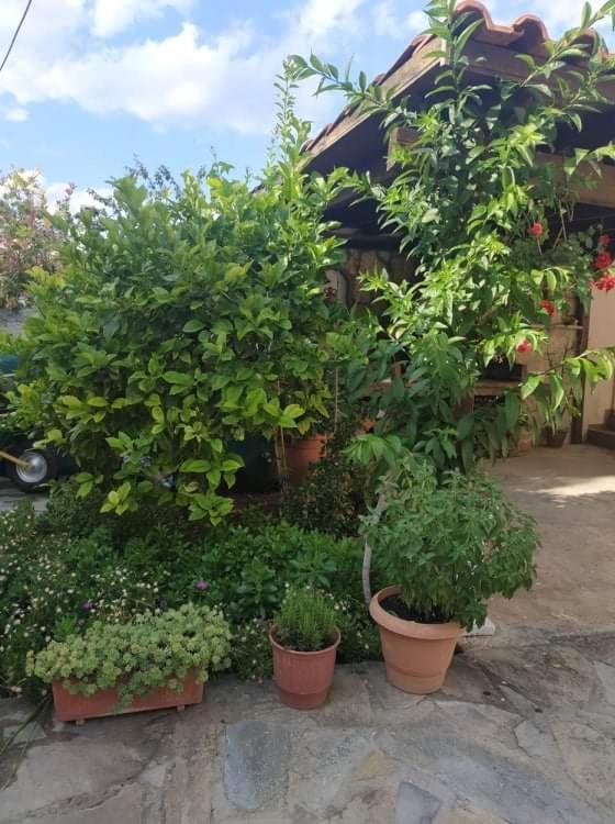 Violet Bedroom And Apartment Spáta المظهر الخارجي الصورة