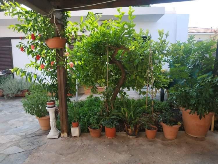 Violet Bedroom And Apartment Spáta المظهر الخارجي الصورة