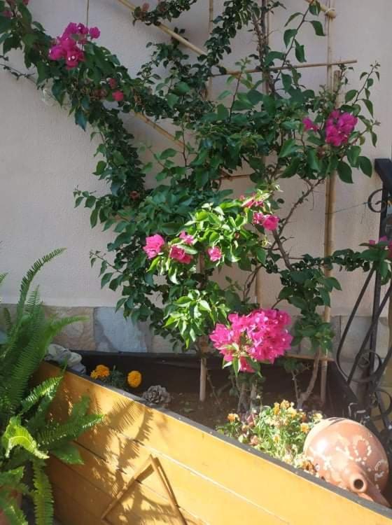 Violet Bedroom And Apartment Spáta المظهر الخارجي الصورة